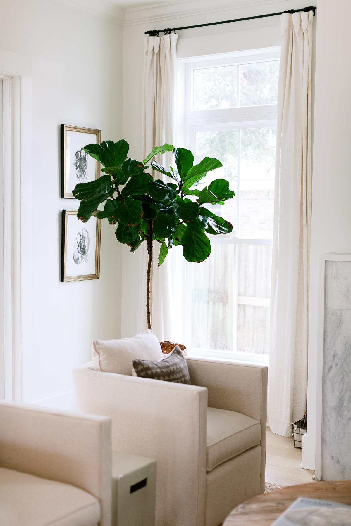 fiddleleaf.jpg