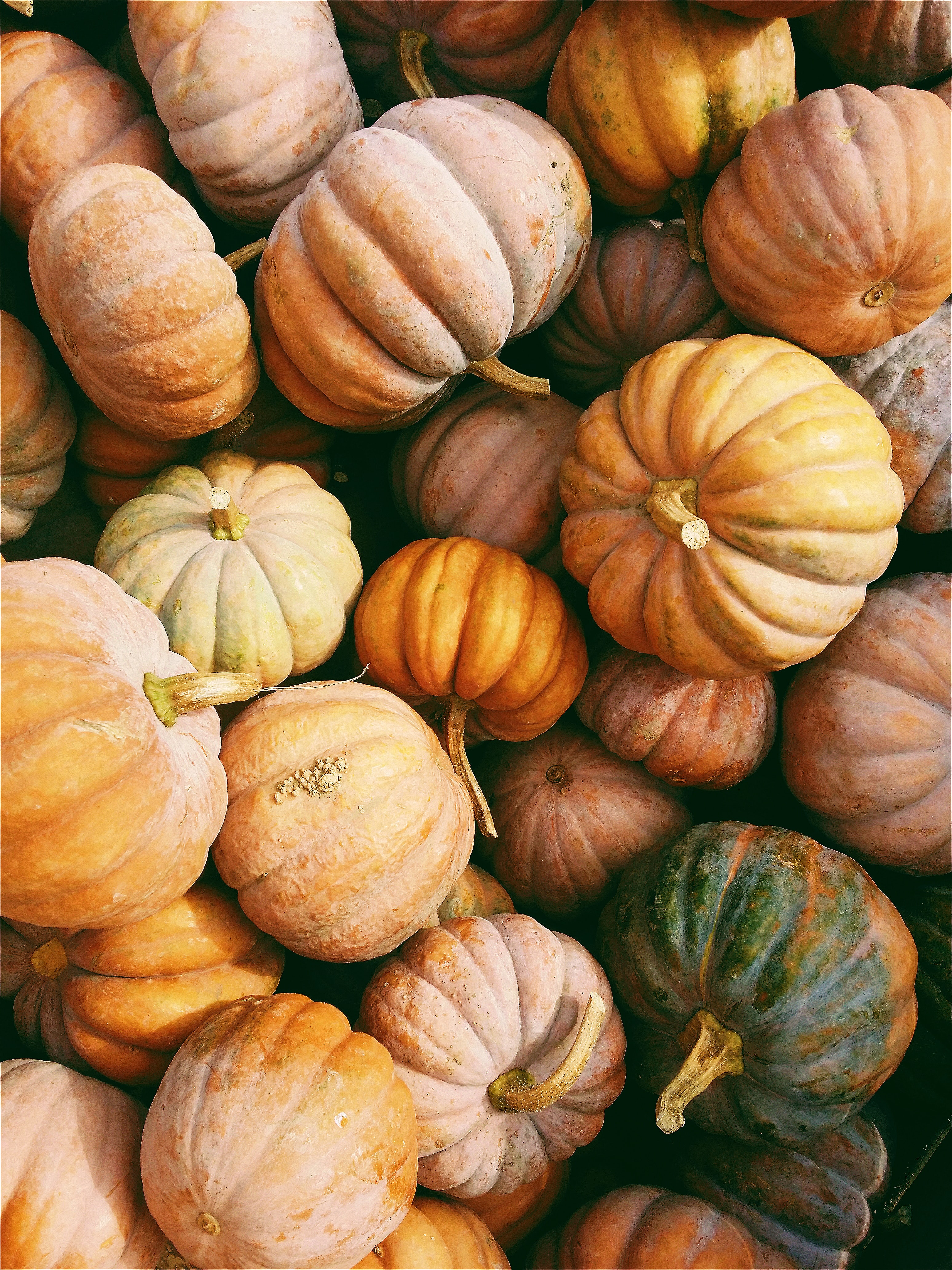 pumpkins.jpg